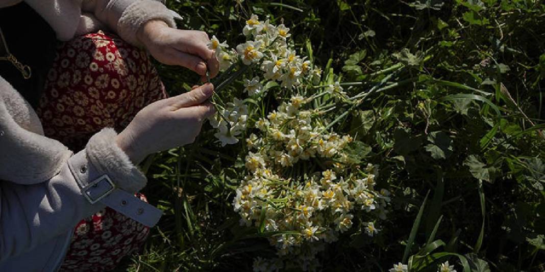 Kokusuyla fark atıyor, kadınlara gelir oluyor! Karaburun’da mis kokulu hasat: Sonbaharda başlıyor kış boyu sürüyor 8